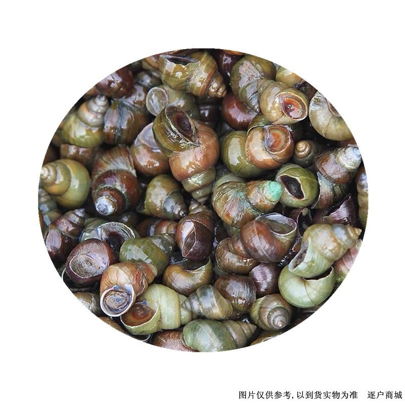 鲜活清水石螺1500g