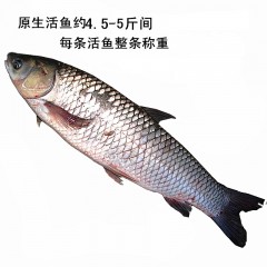 新鲜草鱼(鲩鱼)整条约(4.5-5斤)