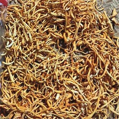 逐户臻选新鲜虫草花500±50g/份
