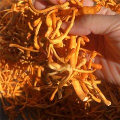 逐户臻选新鲜虫草花500±50g/份