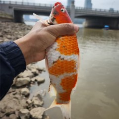 逐户渔乐预约免费领取宠鱼 随预约编号顺序派送 无时间无必需履约要求