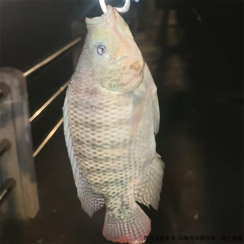 野生活罗非鱼精选半斤以上最佳活鱼 重量随机 优惠多多