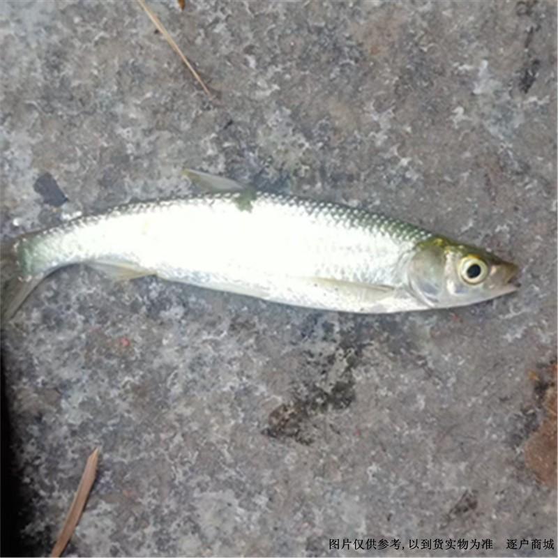 野生活白条鱼 精选最佳鱼  味道鲜美 重量足 优惠多多