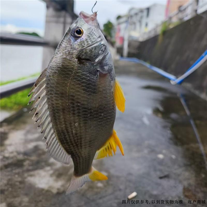 野生咸淡水活黄脚立腊鱼1斤\1.2斤精选最佳活鱼 重量足优惠多多