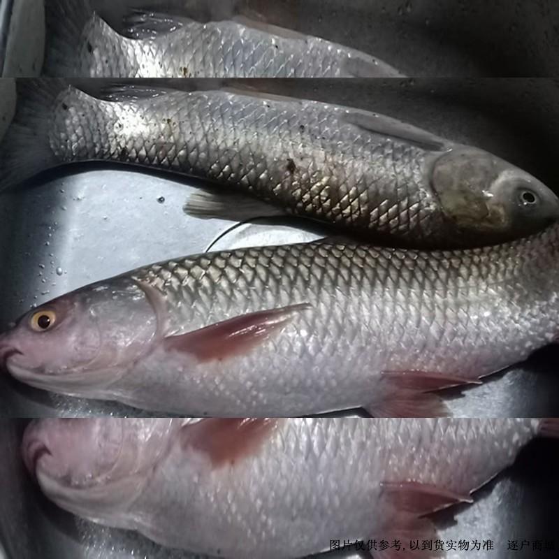 野生咸淡水乌头鱼2.5斤\3斤精选最佳活鱼 重量足优惠多多