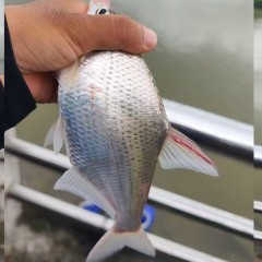 野生活边鱼1/1.5斤精选最佳活鱼 重量足优惠多多