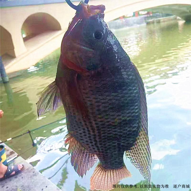 野生咸淡水罗非鱼1斤\1.2斤精选最佳活鱼 重量足优惠多多