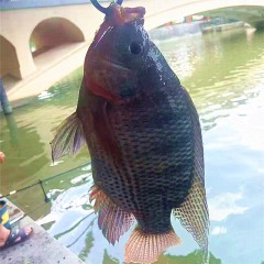 野生咸淡水罗非鱼1斤\1.2斤精选最佳活鱼 重量足优惠多多