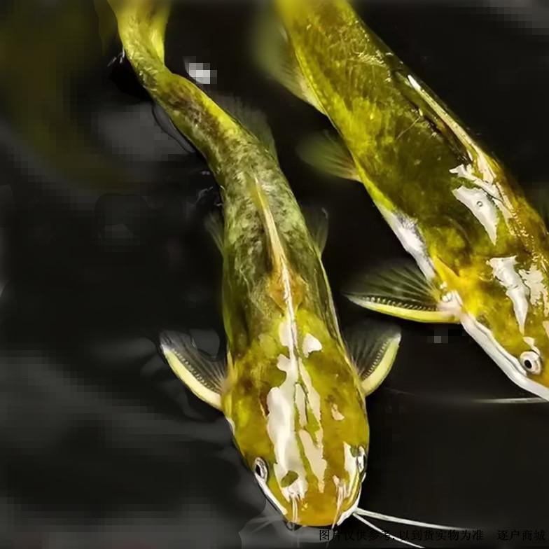 野生黄骨鱼1斤精选最佳活鱼 重量足优惠多多